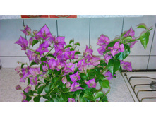 ����������� ���������� (Bougainvillea Alexandra)- ��� ���� ����� ....)))