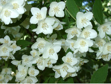 ��� ���� �������