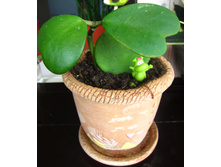 ���� �����.JPG