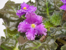 ��-���� ������