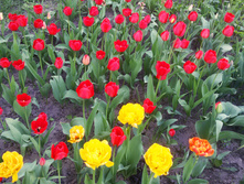 ���� ���������