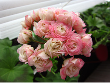 ���������� ���������� 2.JPG