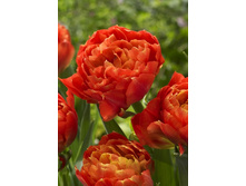 21,61���. ������� ���� ������(��� 10 ��. ���������� ������ 5��.)���14.jpg