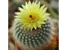 Notocactus Scopa(������ ������� � ��������)