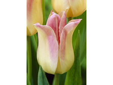 10,79���. ������� ������� ����(��� 10 ��. ���������� ������ 5��.).jpg