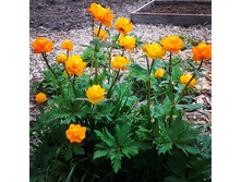 ���������� ���������. �����.