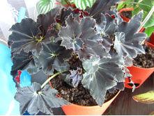 ������� ������ ����.JPG