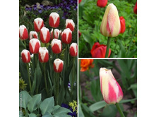 ������ Roman Empire.jpg