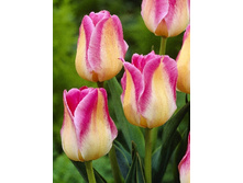 16,56���. ������� ������� �����(��� 10 ��. ���������� ������ 5��.).jpg