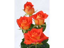 ������ (Verano), Michel Kriloff, �������, 2000 �. 250���..jpg