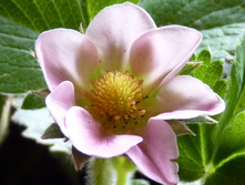 ��������� ������������ "Pink Panda".