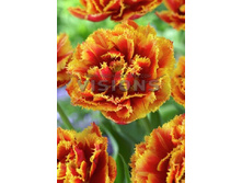 26,65���. ������� ���� ������(��� 10 ��. ���������� ������ 5��.)���14.jpg