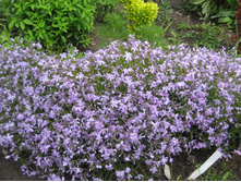 ����� ���������� �����-���.-60 ���