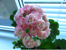 ���������� ����������.JPG