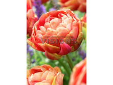 22,33���. ������� ������ �����(��� 10 ��. ���������� ������ 5��.)���14.jpg