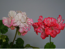 Jip's Rosy Glow & Ingrid/Grycksbo