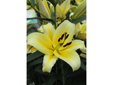 23,32���. ����� ������(��� 10 ��. ���������� ������ 5��.)���15.jpg