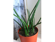 ���������� ����������.JPG