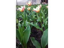 �������� ������� - ���� ����