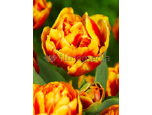 23,05���. ������� ����� ��(��� 10 ��. ���������� ������ 5��.)���14.jpg