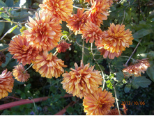 ���������� 50