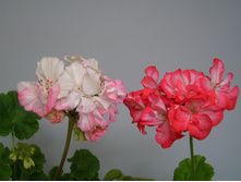Jip's Rosy Glow & Ingrid/Grycksbo