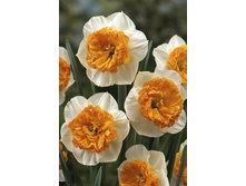 33,44���. ������� ������(�������� ���� �� 7 ��., ����������� ����� 1��.)���15.jpg