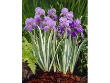 125,73���. ���� (pallida) ���������(�������� ���� �� 3 ��., ����������� ����� 1��.)���15.jpg