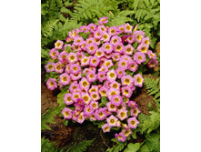 13,52���. ������� (�������) ��������(���������� �� ����� �������� �� 5��.).jpg