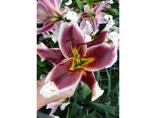 33,84���. ����� ���� �������(�������� ���� �� 10 ��., ����������� ����� 1��.)���15.jpg