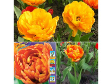 �������� ������� Sunlover.jpg