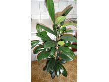 ����� - ������������ -  �� 1200 ���.