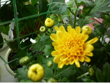 �������� ����������