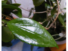 Hoya limoniac�- ������ �������� �����