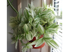 ������������ �������������.JPG