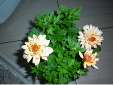 ���������� ���������