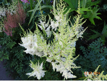 �������� ��������� Visions in White 130�.,���� 1-2��.