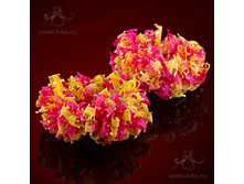 �763  "��������" �������-����