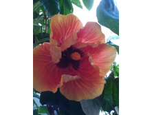 IMG 20150527 063250.jpg