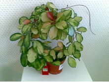 Hoya australis variegate - ����- ������ �������� �������� ....