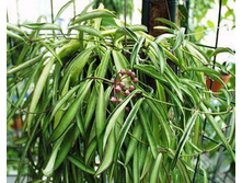 Hoya kentiana Burton-1991 002.jpg