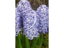 18,7���. ������� ������(���������� �� ����� �������� �� 5��.)���15.jpg