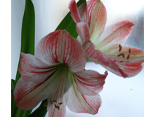 ��� �������2.JPG