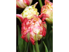 134,04���. ������� �� 40(�������� ���� �� 5 ��., ����������� ����� 1��.)���14.jpg