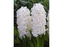 43,94���. ������� ����� ����(�������� ���� �� 5 ��., ����������� ����� 1��.).jpg