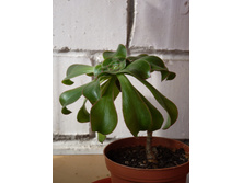 ������ �����������