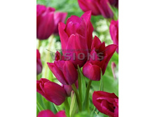 18���. ������� ���� ����(��� 10 ��. ���������� ������ 5��.)���14.jpg