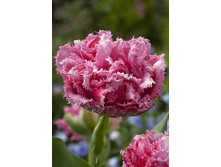 20,88���. ������� �������� ���(��� 10 ��. ���������� ������ 5��.).jpg