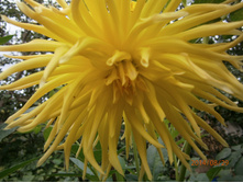 ������� 100