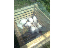 ������� ���� 500